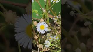 개망초 Daisy fleabane [upl. by Larrad]