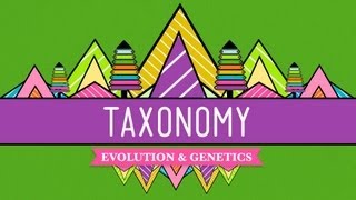 Taxonomy Lifes Filing System  Crash Course Biology 19 [upl. by Anayet]