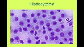 Neoplasia Cytology VETERINARY TECHNICIAN EDUCATIONAL VIDEO [upl. by Norris464]