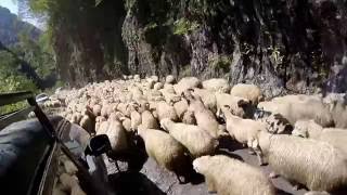 Sheep traffic in Tusheti Georgia [upl. by Nimrahc]