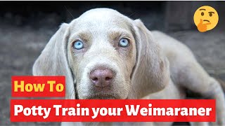 How to easily house train Weimaraners Effective Training tips [upl. by Ahsrop929]