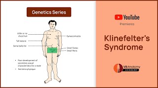 Klinefelters Syndrome Explained Genetics Characteristics and Complications [upl. by Aryajay]