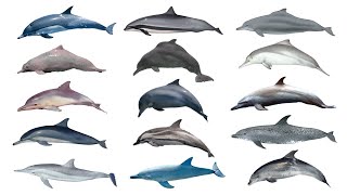 Oceanic Dolphin Species Part 1  Family Delphinidae Part 1 [upl. by Siduhey761]