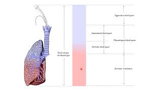 Alveolar Ventilation Lesson [upl. by Nations]