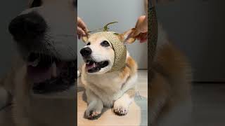 강아지에게 과일모자를 선물해봤다 dog fruit hat 강아지 강아지유튜브 유머 shorts [upl. by Ardin]