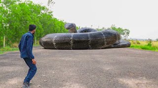 Anaconda Snake Attack In Real Life [upl. by Jennings]