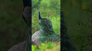 World Peacock Day 🦚 birdvideos [upl. by Guillaume514]