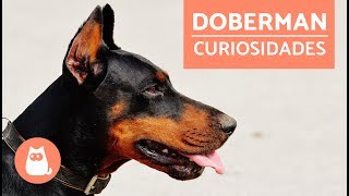 DOBERMAN pinscher  Características y adiestramiento [upl. by Ileyan266]