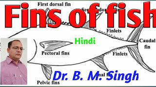 Fish fin Hindi [upl. by Suirtemed]