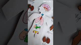 endocrine system modelscience modelclass 1012 science modelproject [upl. by Hadsall]