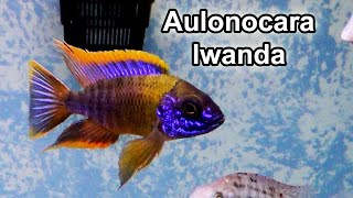 Aulonocara sp quotLwandaquot  Lake Malawi Cichlid [upl. by Imiaj138]