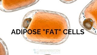 Types of Adipose Tissue Adipocytes and Fat Stem Cells [upl. by Nnawtna]