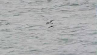 Manx Shearwater Isle of Man Dslr video [upl. by Odilo]