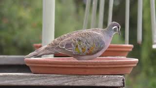 Common Bronzewing [upl. by Lenahc333]