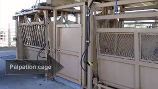 Beef Cattle Handling Facilities Optional Features [upl. by Adnauqal]