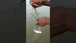 मछली फसाने का जुगाड fishinglife fishing viralshorts [upl. by Olmstead]