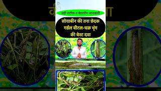 सोयाबीन में इल्ली की दवा  Ring cutter ki dawa  Girdle Beetle  Soybean best insecticide shorts [upl. by Karrie]