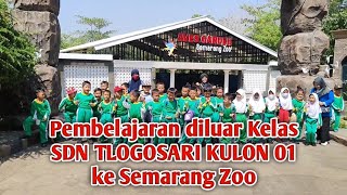 Semarang Zoo  Pembelajaran di Luar Kelas SDN Tlogosari Kulon 01 [upl. by Alenairam]