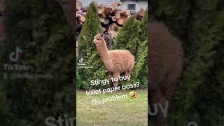 Animals crazy fyp funny laugh World [upl. by Nylannej]