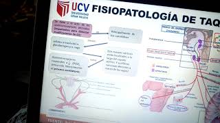 TAQUIPNEA FISIOPATOLOGÍA UCV [upl. by Nylarak597]