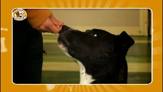 I consigli di Missione Cuccioli  Come attirare lattenzione del cane con Simone Dalla Valle [upl. by Nired]