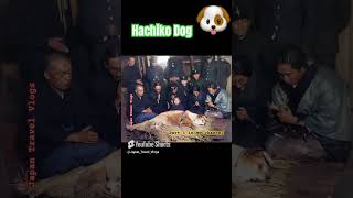 Hachiko dog Part✌️yaaru samy avuru enakkey pakkanum pola irukku🐶japan hachiko dog animals [upl. by Louise]