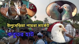 Uluberia pet market  Current Exotic PigeonsPrice Update at Uluberia 27052024 Visit [upl. by Ajed]