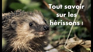 Tout savoir sur les hérissons 🦔 [upl. by Nos]