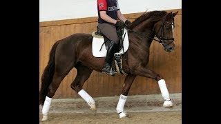 SOLD 2013 Hanoverian stallion by Floriscount 162 hh wwwsporthorsesonlinecom [upl. by Sutsugua762]