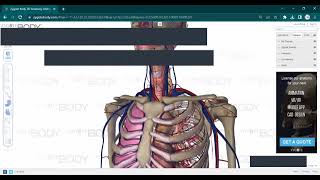 L1 ANATOMY Superior Mediastinum [upl. by Cigam]