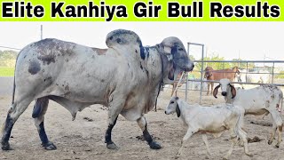 Progeny of Elite kanhiya girbull 👍 world famous sarang bull son👍 farminggeographylive [upl. by Nossah762]