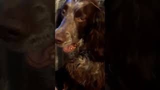 Springer Spaniel Worried About Rising Healthcare Costs [upl. by Acemahs]