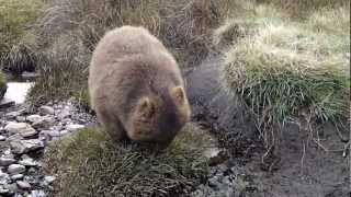 The dancing Wombat [upl. by Siugram]