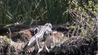 Salt Springs Run Alligators  Ocala National Forest [upl. by Syramad]