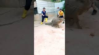 Boar Net Catching Technique animals funny pig baboy tamil DISCLAIMER No Animals Were Harmed ✅ [upl. by Atis]