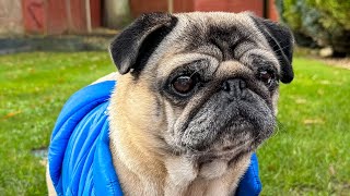 Pug Baby Barking 😱 Dog Barking Sounds Pug Funny Videos [upl. by Drarej482]