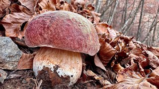 STUPENDI PORCINI ROSSI AL 5 NOVEMBRE 🍂🍂 [upl. by Nwonknu]