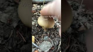 Finding Lycoperdon Puffballs “Wolf Farts” in Vermont [upl. by Sinned396]