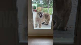 Mountain Lion Kills Pet Cat Mean Mugs Family From Back Patio [upl. by Dukey]