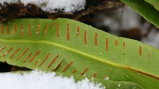 골고사리Asplenium scolopendrium L [upl. by Tuhn]