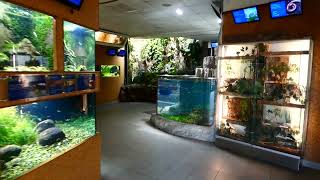 Aquarium Aqua Terra Sea Zoo Vienna Terrarium Haus des Meeres Wien HdM House of the Sea large shark [upl. by Gnemgnok]