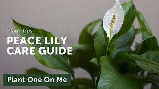 Ultimate SPATHIPHYLLUM Peace Lily CARE Guide — Ep 205 [upl. by Mcgregor770]