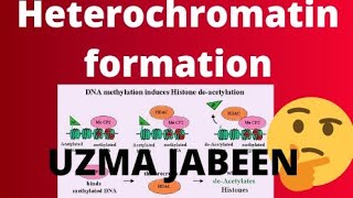 Transcription Termination in Eukaryotes [upl. by Joao367]