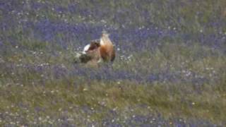 Abetarda  Great bustard Otis tarda [upl. by Erleena306]