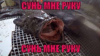 РЫБА МОРСКОЙ ЧЕРТ  ОПАСНАЯ РЫБА  MONKFISH [upl. by Bilek]