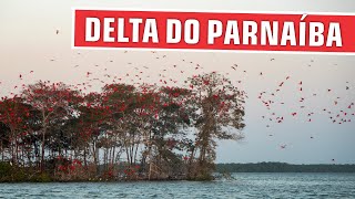 DELTA DO RIO PARNAÍBA E A REVOADA DOS GUARÁS  Um espetáculo da natureza no nordeste [upl. by Egidio]