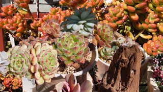 Dead or Alive Succulents  VLOG 140 Succulents amp Coffee with Liz [upl. by Rebmaed]