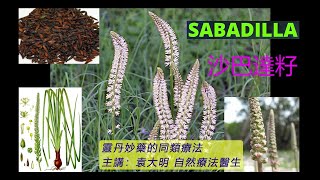 《靈丹妙藥的同類療法》 EP150  沙巴達籽 Sabadilla Officinalis [upl. by Yelnahs]