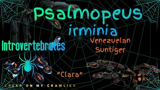 Psalmopeus irminia Clara  Meet the Stunning Venezuelan Sun Tiger [upl. by Sorazal38]