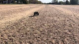 Sketchy loose line tracking cut soy beans [upl. by Lammond578]